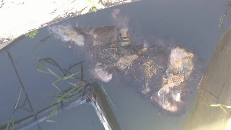 Capaccio: cane seviziato e con le zampe tagliate. Il Comune sporge denuncia contro ignoti