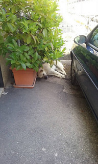 Buccino: cani randagi nel centro del paese. Commercianti e residenti sul piede di guerra