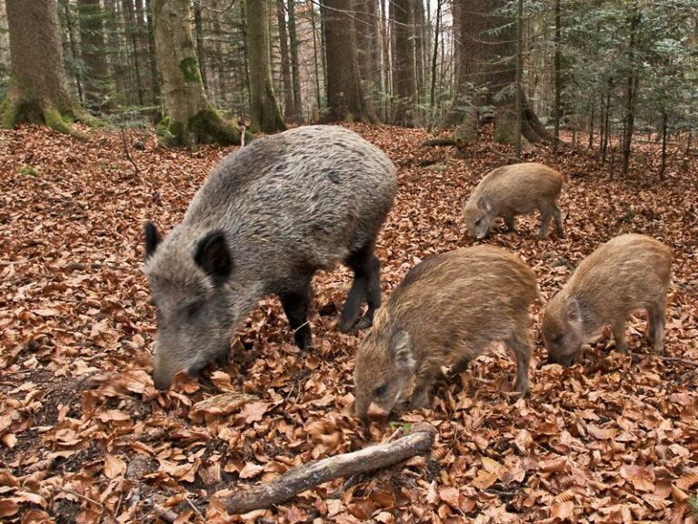 Emergenza cinghiali. In arrivo 250 selecontrollori nell’area del Parco Nazionale