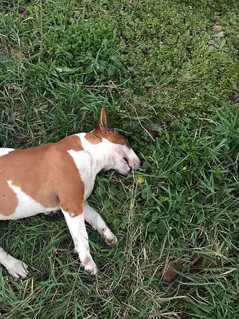 Sala Consilina: ancora un cane ucciso con cibo avvelenato