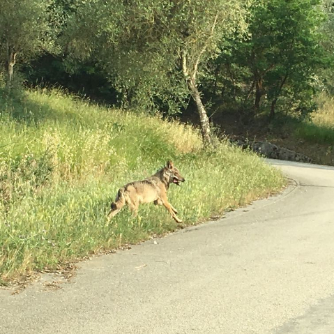 Allarme lupi ad Auletta. Esemplare avvistato vicino al centro abitato in pieno giorno
