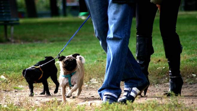 Atena Lucana: multe fino a 500 euro per i proprietari di cani indisciplinati