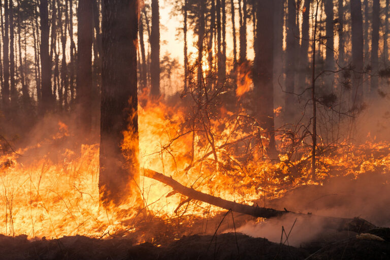 Fiamme nel Cilento. L’associazione Fare Verde chiede ai Sindaci il catasto degli incendi boschivi