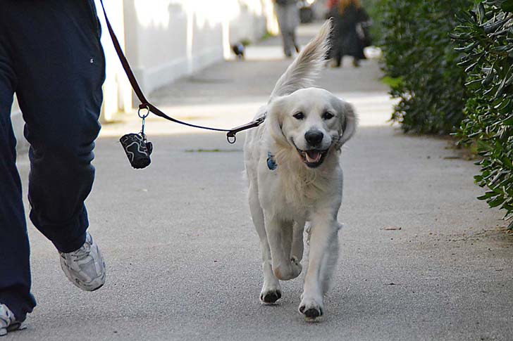 Sant’Arsenio: pugno duro contro i proprietari di cani indisciplinati. Multe fino a 500 euro