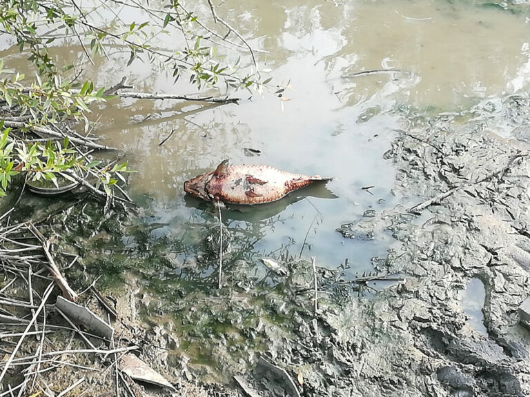 Morìa di pesci nel Setone tra San Pietro al Tanagro e Sant’Arsenio.Volontari salvano delle specie