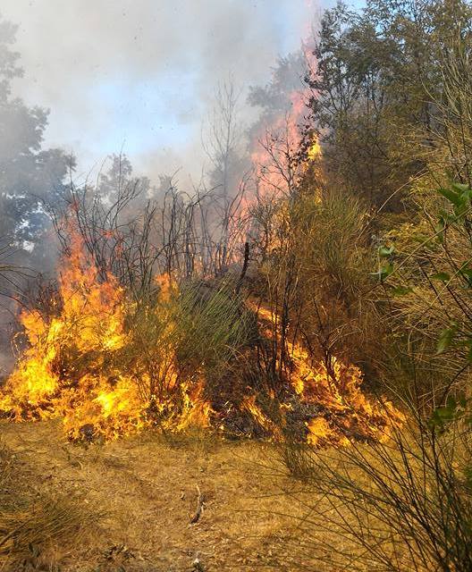 In fiamme l’area a ridosso del Parco archeologico di Monte Pruno a Roscigno