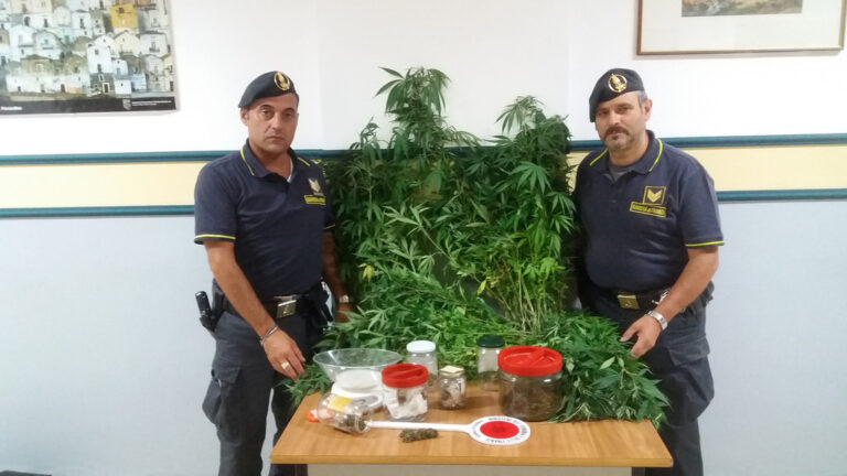 Coltiva in un terreno vicino casa 356 piante di canapa indiana.Arrestato 40enne a Sasso di Castalda