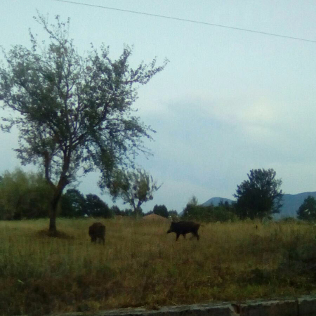 Emergenza cinghiali a Buonabitacolo. Coltivazioni devastate e avvistamenti vicino alle abitazioni