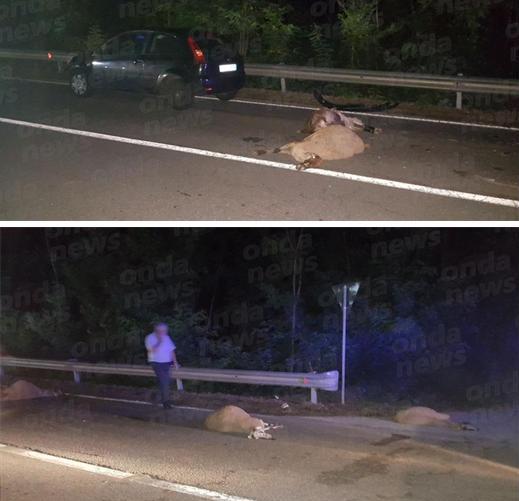 incidente gregge casalbuono evidenza
