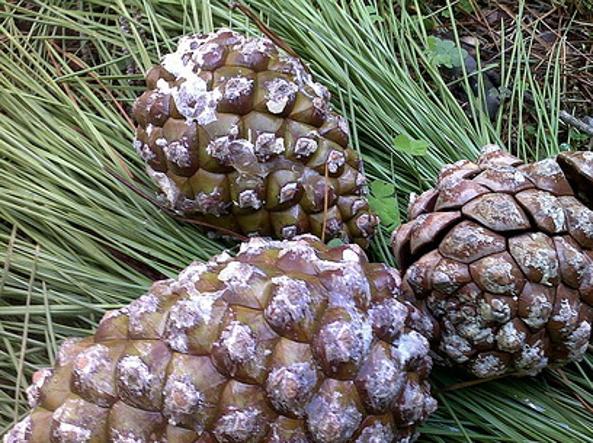Scoperti a raccogliere pigne in un’area verde. Nei guai due uomini a Capaccio