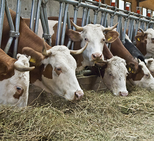 Brucellosi in un allevamento di Sanza. Ordinato l’abbattimento dei bovini infetti