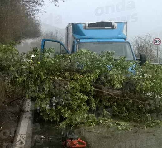 albero caduto 3 febbraio 01 evidenza