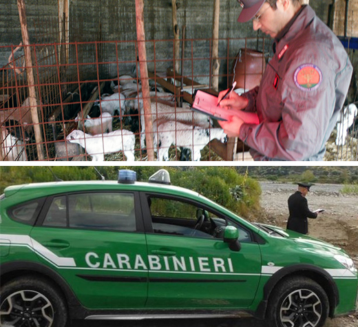 Forestale controlli ovini