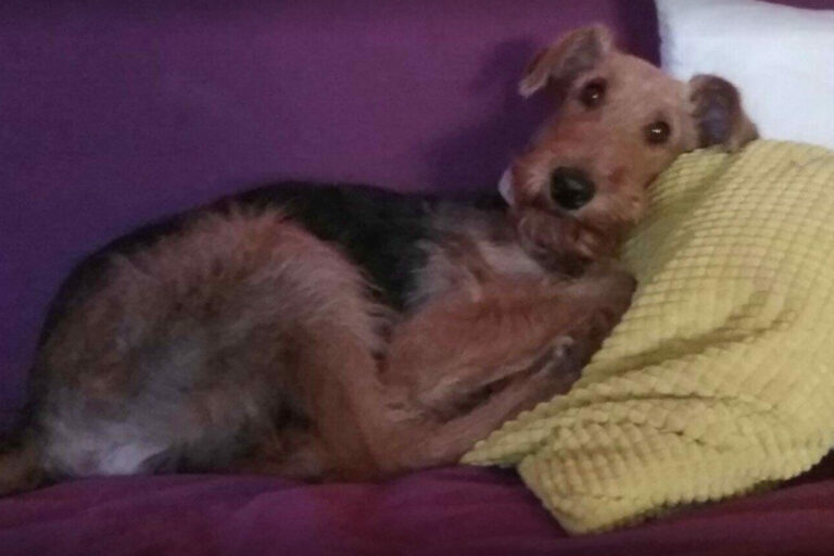 Resta ferito in un incidente sull’A2 tra Polla e Petina e perde il cane. Volontari alla ricerca di Kutì