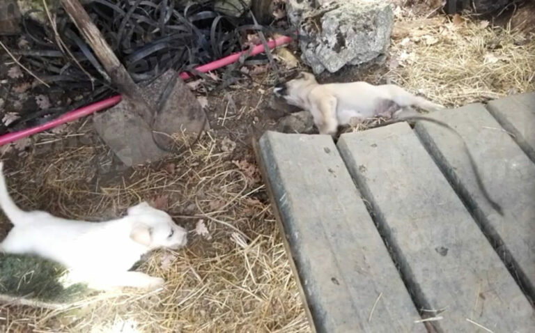 Cucciolata di cani crudelmente avvelenata a Monte San Giacomo con del lumachicida