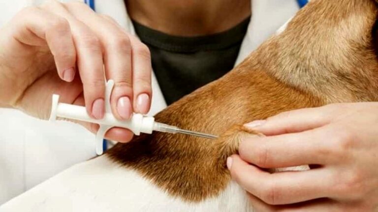 microchip cani
