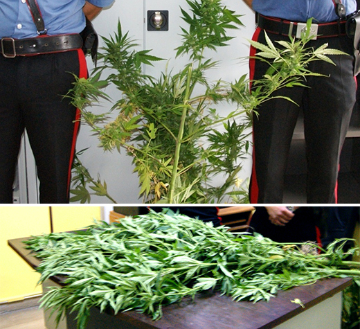cannabis-tramutola-7-agosto-2018-ev