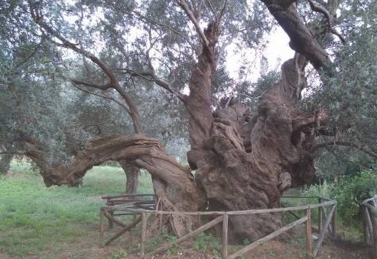 Ulivo secolare a Capaccio Paestum. Il sindaco Palumbo:”Monumento alla natura che non sarà toccato”
