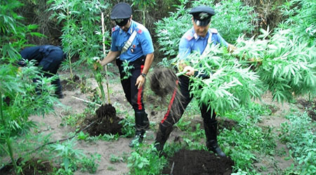 vietri potenza marijuana fb