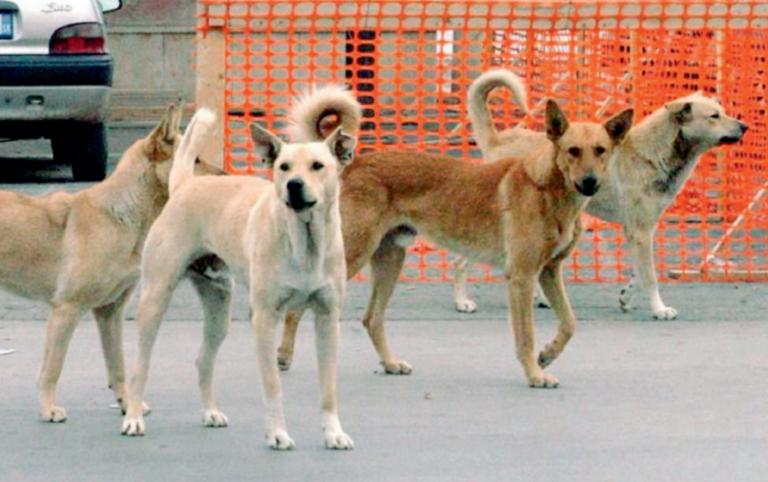 Lotta al randagismo. Il sindaco di Sant’Arsenio ordina la cattura e la sterilizzazione dei cani vaganti
