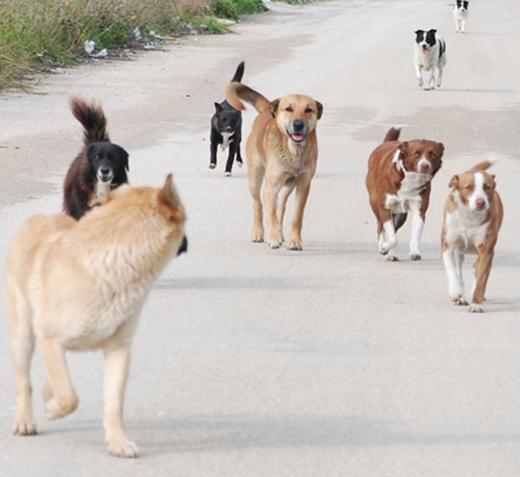 Sant’Arsenio: un incentivo di 400 euro per chi adotta un cane randagio catturato sul territorio comunale
