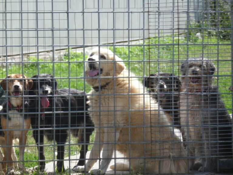 A Vietri di Potenza arriva l’esenzione della tassa sui rifiuti per chi adotta un cane