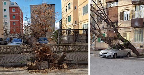alberi-caduti-torrione-fb