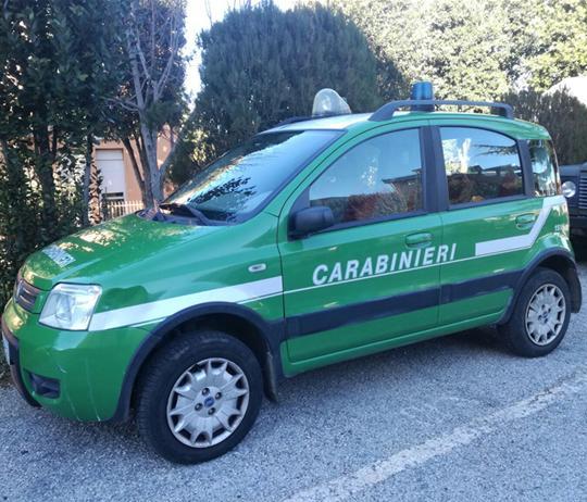 Tagliano legna in un bosco a Lagonegro senza autorizzazione. Due persone denunciate