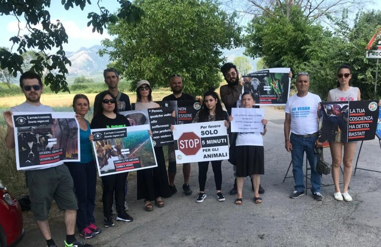 Atena Lucana: attivisti vegani fermano camion davanti ad un macello per accarezzare gli animali
