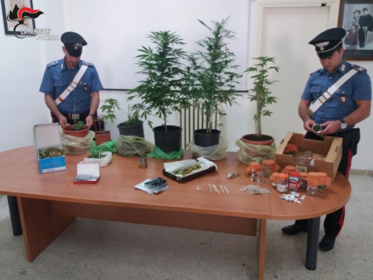 Sorpreso a coltivare cannabis nella propria abitazione a Potenza. In manette 45enne del posto