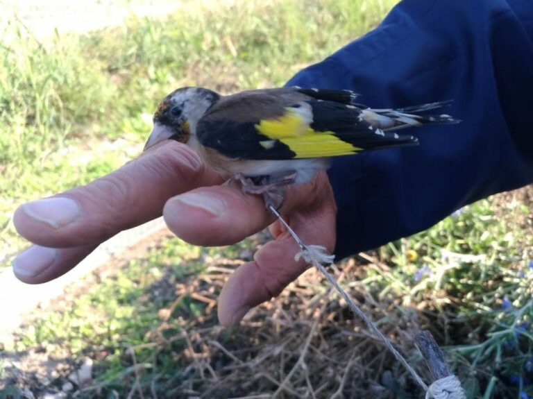 Sorpreso dai Forestali a catturare illecitamente cardellini a Battipaglia. Denunciato