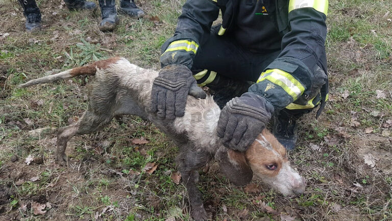 San Rufo:cane rimane intrappolato in un tubo a diversi metri di profondità. Salvato dai Vigili del Fuoco