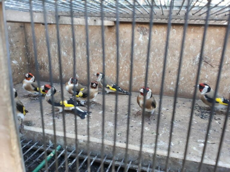 Sorpreso dalla Forestale a catturare illecitamente esemplari di cardellino a Santa Marina. Denunciato