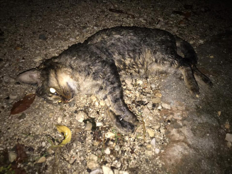 gatto morto a valllo della lucania
