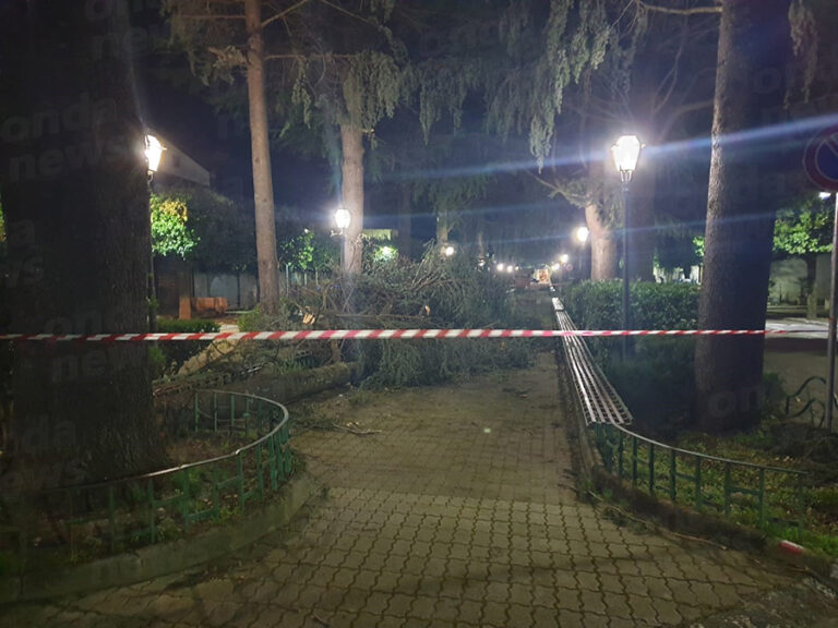 albero caduto 10 febbraio 01 ok