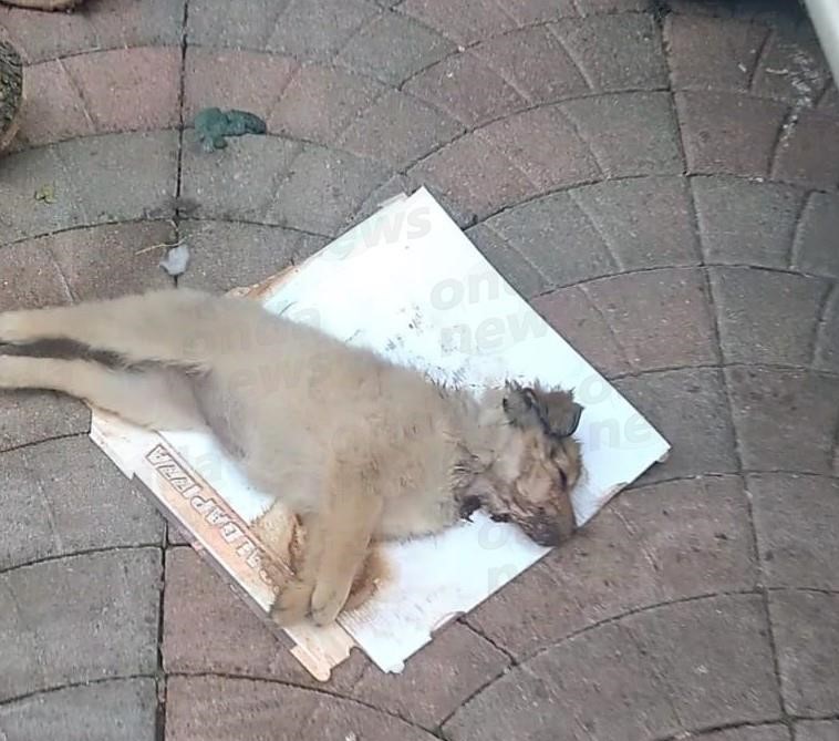 cani morti vietri