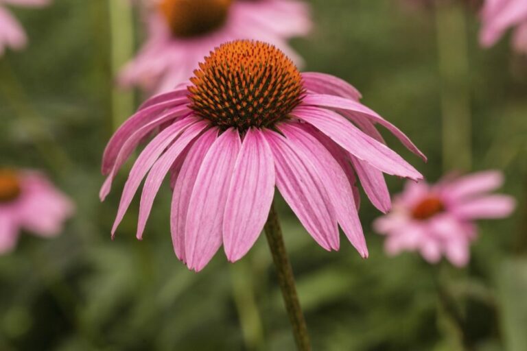 Farmacia 3.0 – l’echinacea, una radice immunostimolante