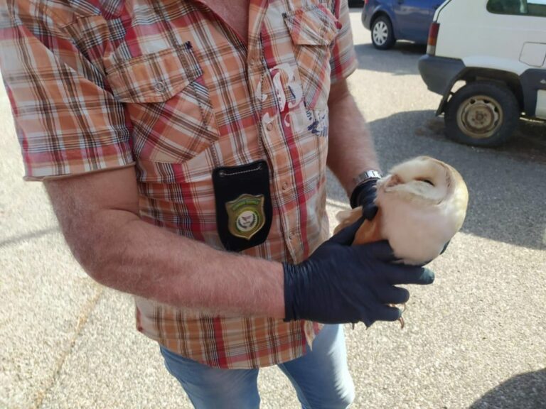 Bracconieri feriscono un barbagianni a Battipaglia. Salvato dal Nucleo Guardie Accademia Kronos