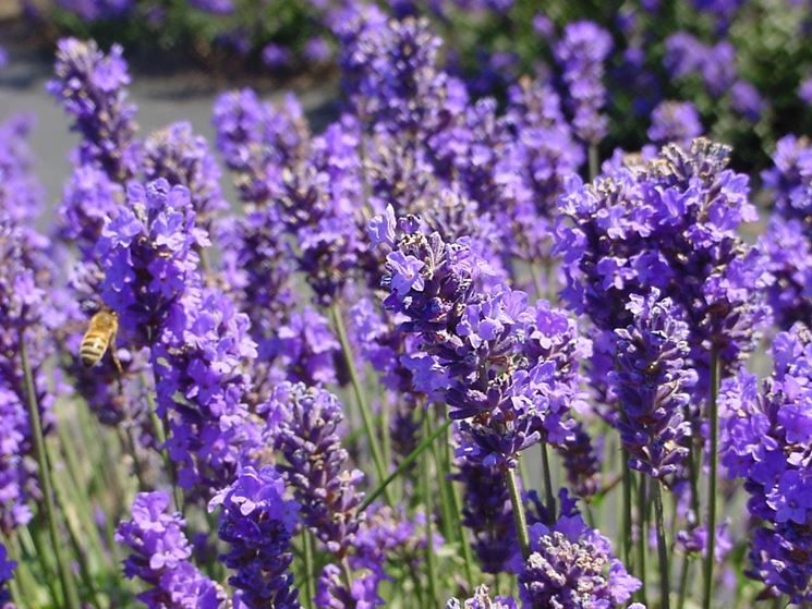 lavanda_NG1