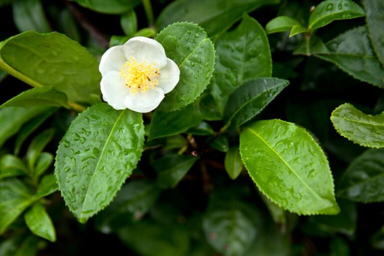 Camellia-sinensis