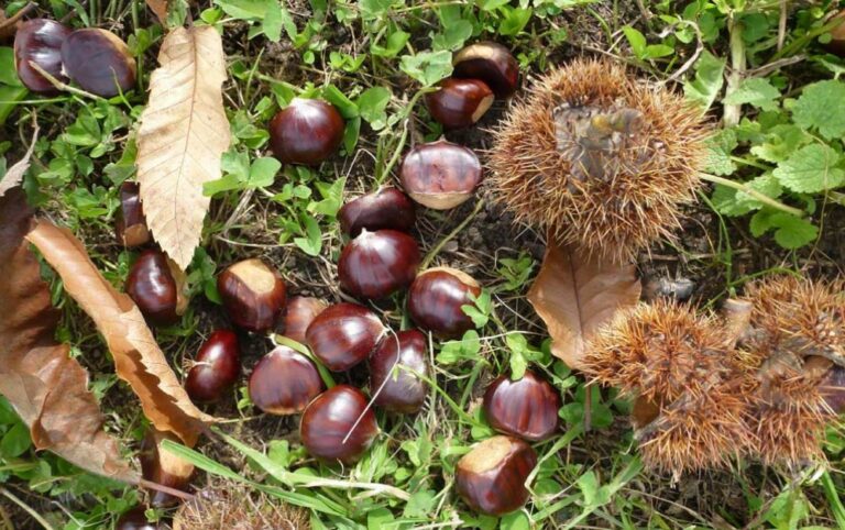 A San Rufo divieto di raccogliere castagne nella proprietà comunale di località Liverti. Multe fino a 150 euro