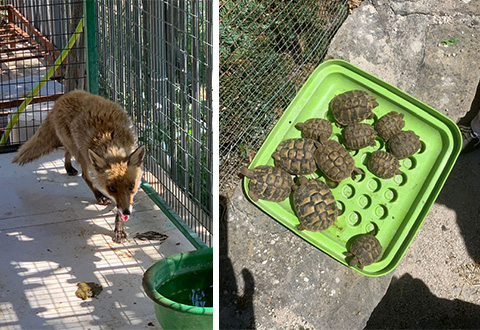 sequestro tartarughe volpe evi