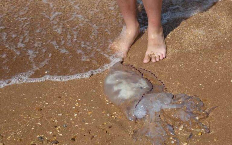 meduse-punture