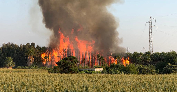 incendio palmeto capaccio fb