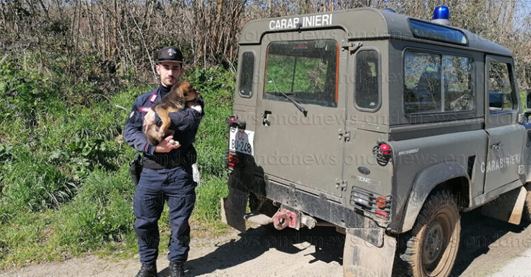 CANE SALVATO FORESTALI CERRETA FB