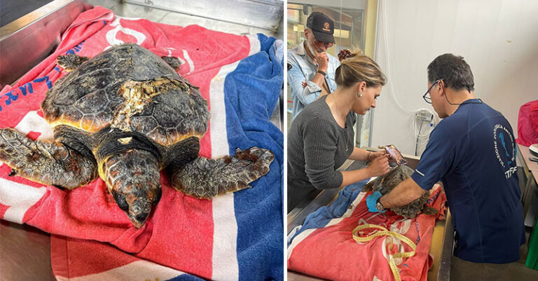 caretta caretta casal velino fb