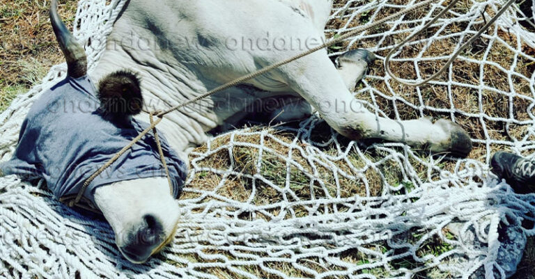 mucca salvata a san rufo