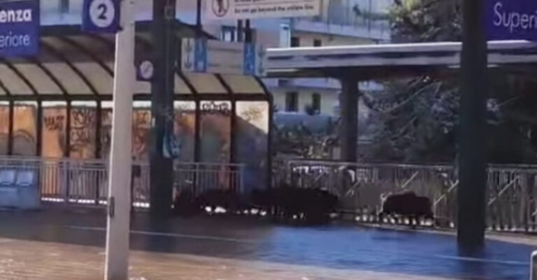 CINGHIALI STAZIONE POTENZA FB