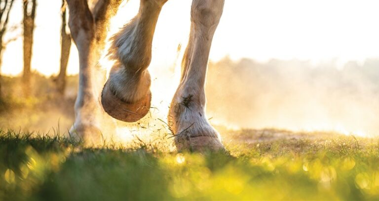 cavallo
