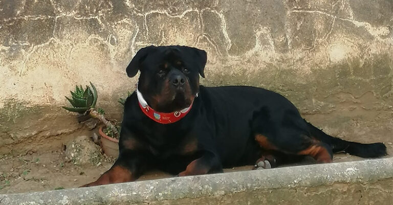 AFRICA ROTTWEILER FB